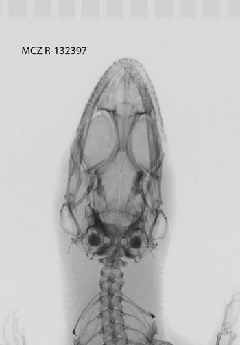 Media type: image; Herpetology R-132397